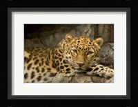 Denver Zoo Snow Leopard Fine Art Print