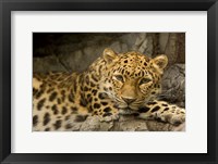 Denver Zoo Snow Leopard Fine Art Print