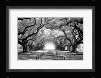 Oak Alley inf CHECK!!!!! Framed Print