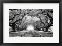Oak Alley inf CHECK!!!!! Framed Print
