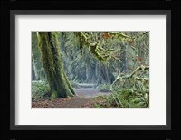 Olympic NP Trail Fine Art Print