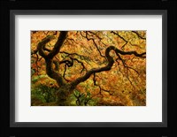 Portland Japanese Garden Framed Print