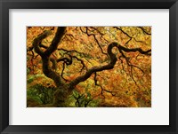Portland Japanese Garden Framed Print
