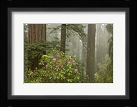 Redwood Fog Rhododendrons Fine Art Print