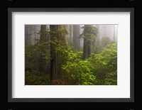 Redwoods Fog Fine Art Print