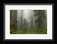 Redwoods NP Fog Fine Art Print