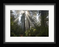 Redwoods NP Ladybird Johnson Lightbeam Fine Art Print