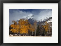 RMNP Aspens and Storm Clouds Fine Art Print