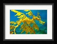 Sea Dragon Fine Art Print