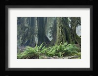 Washington Olympic NP Foggy Ferns Framed Print