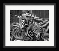 Zebras Fine Art Print