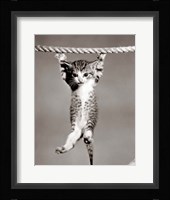 1950s Little Kitten Hanging From Rope Fine Art Print