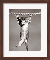 1950s Little Kitten Hanging From Rope Fine Art Print