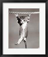 1950s Little Kitten Hanging From Rope Fine Art Print