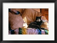 Tuxedo Cat Sitting On Sofa Fine Art Print