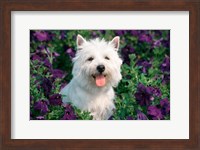 West Highland Terrier Sitting In Petunias Fine Art Print