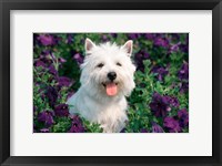 West Highland Terrier Sitting In Petunias Fine Art Print