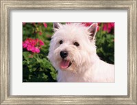 West Highland Terrier Head Shot Fine Art Print