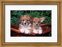 Two Welsh Corgi Puppies In Basket Fine Art Print