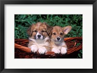 Two Welsh Corgi Puppies In Basket Fine Art Print