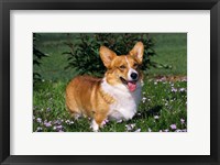 Welsh Pembroke Corgi Sitting In Grass Fine Art Print