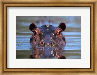 Hippopotamus Amphibius Peering Out From Water Fine Art Print