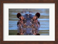 Hippopotamus Amphibius Peering Out From Water Fine Art Print