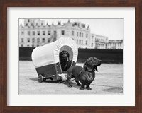 1930s Two Dachshund Dogs Fine Art Print