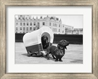 1930s Two Dachshund Dogs Fine Art Print