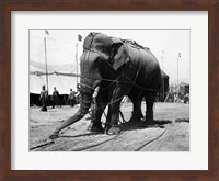 1930s Circus Elephant Draped In Chains Fine Art Print