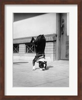 1930s Boston Terrier Performing Trick Fine Art Print
