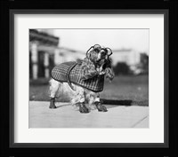 1930s Cocker Spaniel Wearing Glasses Fine Art Print