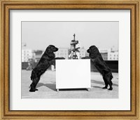 1930s Two Black Cocker Spaniels Standing Fine Art Print