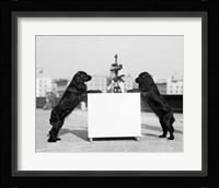 1930s Two Black Cocker Spaniels Standing Fine Art Print