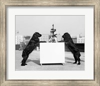 1930s Two Black Cocker Spaniels Standing Fine Art Print