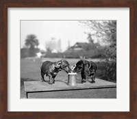 1890S Two Dachshund Puppies Fine Art Print