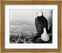 Museum Setting View Of Bald Eagle Fine Art Print