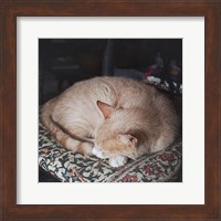 Sleepy Afternoon Fine Art Print