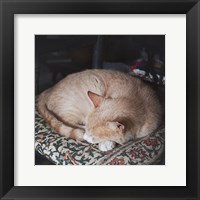 Sleepy Afternoon Framed Print