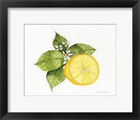 Citrus Garden IX Framed Print