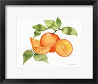 Citrus Garden VIII Framed Print