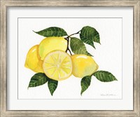 Citrus Garden VI Fine Art Print
