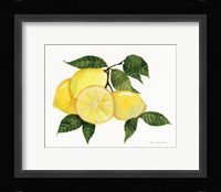Citrus Garden VI Framed Print