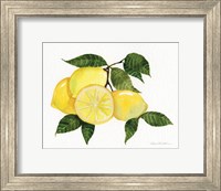 Citrus Garden VI Fine Art Print