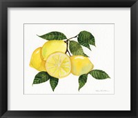 Citrus Garden VI Framed Print