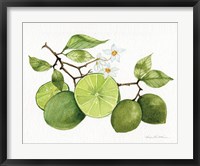 Citrus Garden VII Fine Art Print