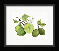 Citrus Garden VII Framed Print