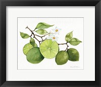 Citrus Garden VII Framed Print