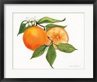 Citrus Garden V Fine Art Print