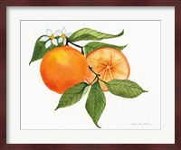 Citrus Garden V Fine Art Print